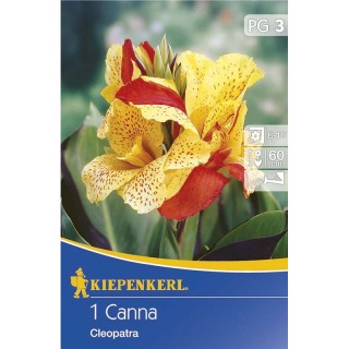 Canna indica Roz Inchis