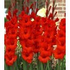bulbi de gladiole rosii