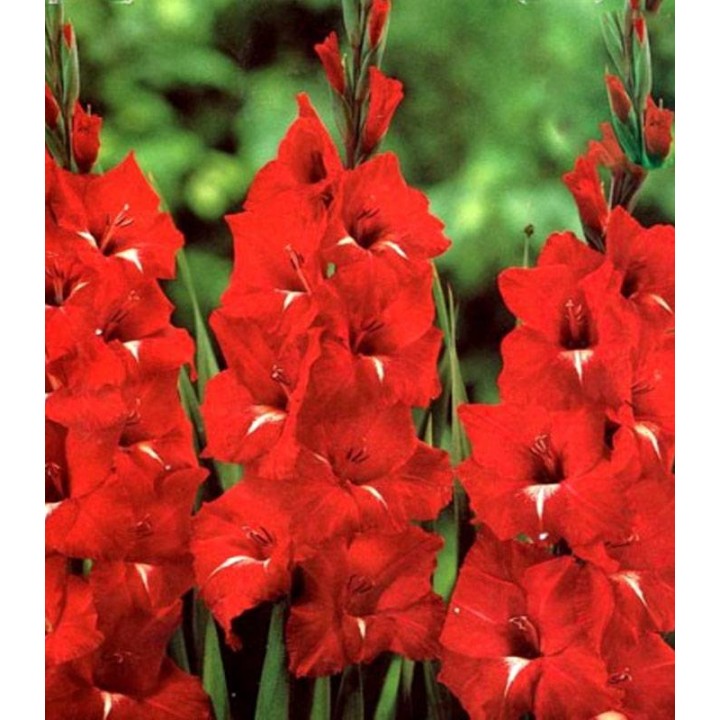 Gladiole Ros-albe (10 bulbi)