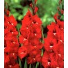 Gladiole Ros-albe (10 bulbi)