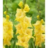 Bulbi de gladiole galbene