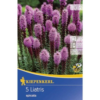 Liatris spicata (5 bulbi)