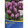Liatris spicata (5 bulbi)