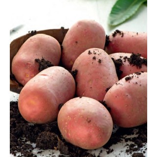Cartofi rosii de samanta Mozart, pachet 2.5 kilograme