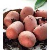 Cartofi rosii de samanta Mozart, pachet 2.5 kilograme