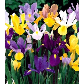 Iris Hollandica Mix (15 bulbi)