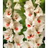 Bulbi de Gladiole Ajax