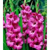 Gladiole Fidelio (7 bulbi)