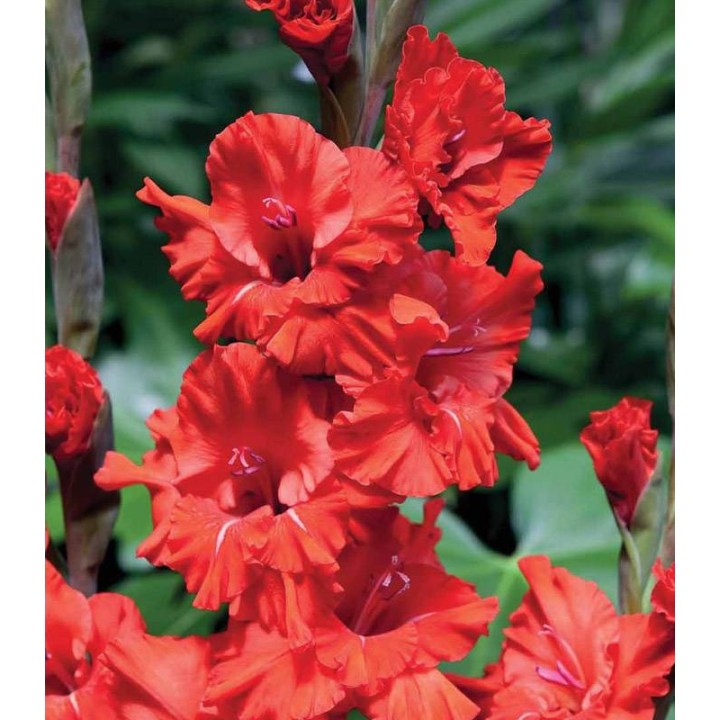 Gladiole Fire Ruffle