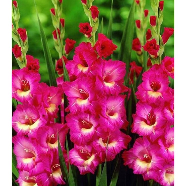 Gladiole Jo Jo (7 bulbi)