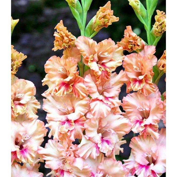 Gladiole Kissy Ruffle (7 bulbi)
