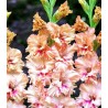 Gladiole Kissy Ruffle (7 bulbi)