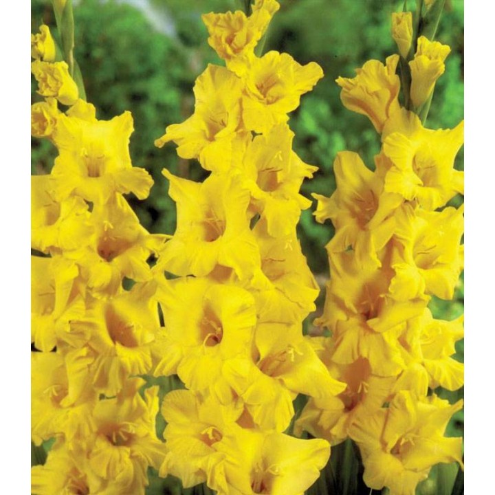 Gladiole Limoncello (7 bulbi)
