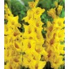 Gladiole Limoncello (7 bulbi)