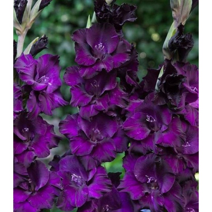 Gladiole Mombassa (7 bulbi)