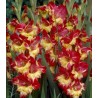 Gladiole Stero (7 bulbi)