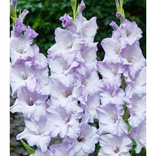 Gladiole Sweet Blue (7 bulbi)