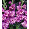Gladiole Tango (7 bulbi)