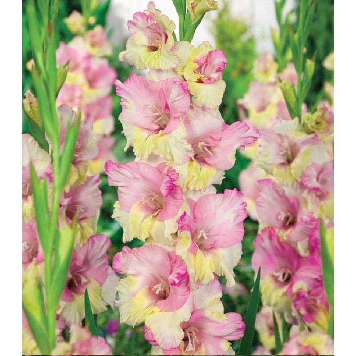 Gladiole Mon Amour (7 bulbi)