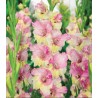 Gladiole Mon Amour (7 bulbi)