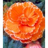 Begonia Picotee Lace Orange