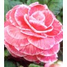 begonia picotee lace pink
