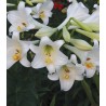 Crin White Heaven (2 bulbi)