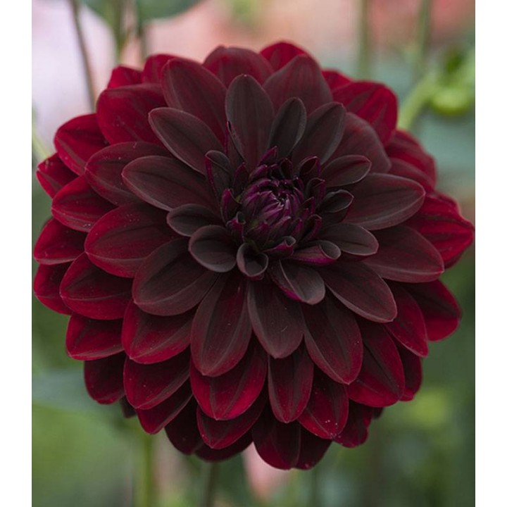 Dalia Arabian Night