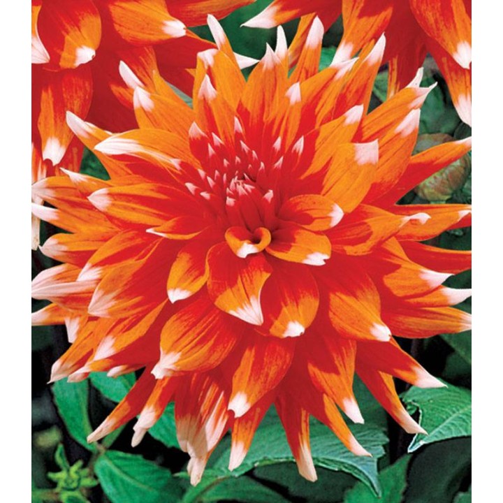 Dahlia Holland Festival