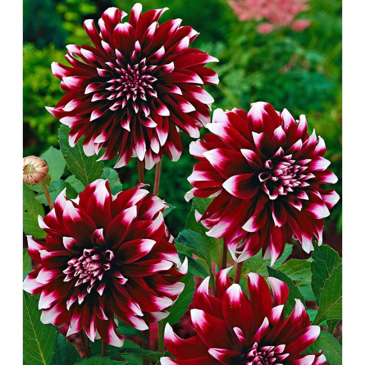 Dahlia Mistery Day