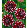 Dahlia Mistery Day