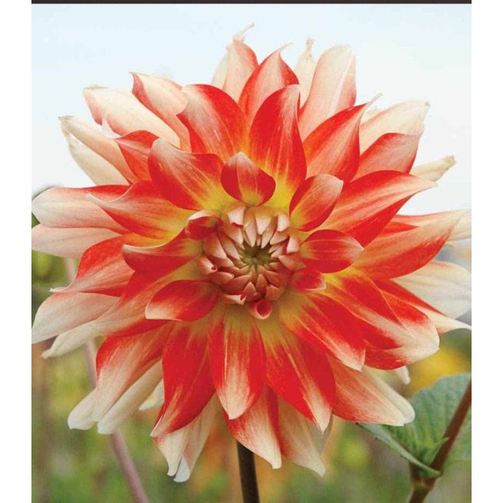 Dahlia Neva Ball Rosu-Alb (1 bulb)