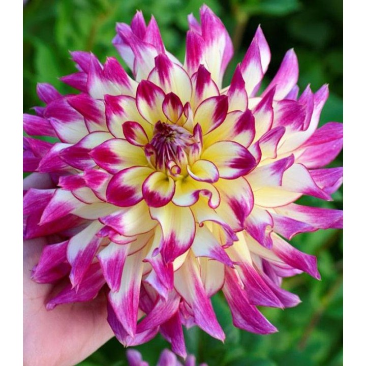 Dahlia Zoey Rey