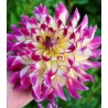 Dahlia Zoey Rey