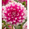 Dahlia Fuzzy Wuzzy