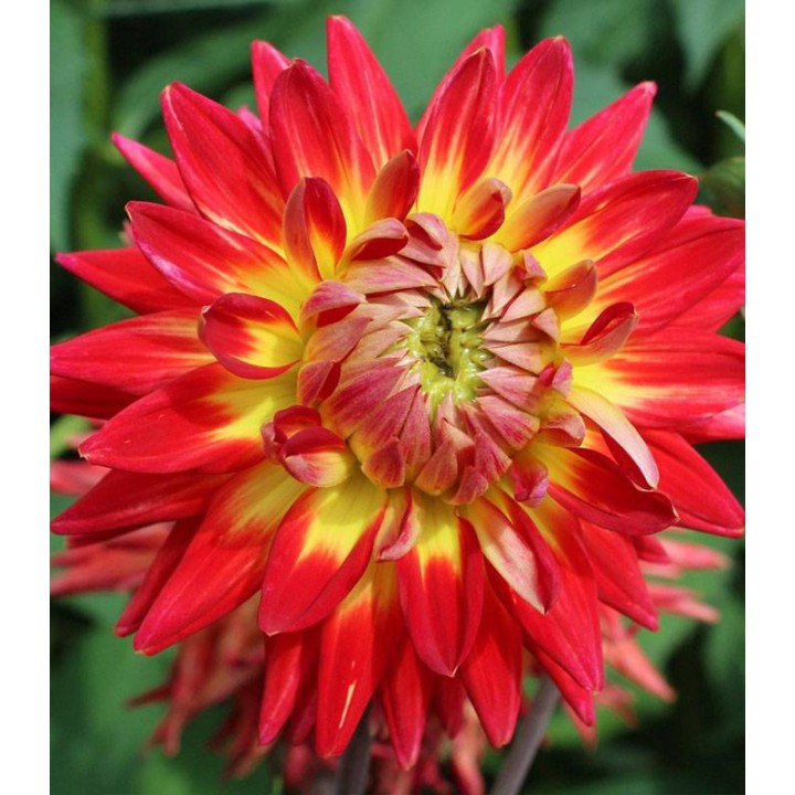 Dahlia Bora Bora