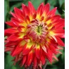 Dahlia Bora Bora
