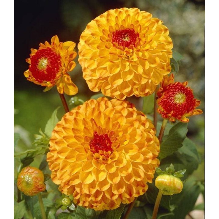 Bulbi Dalia Sunny Boy