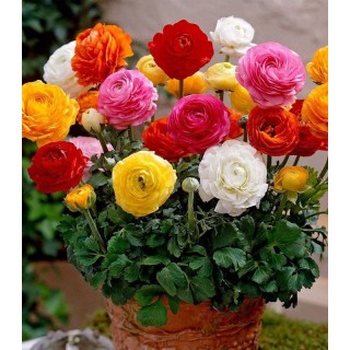 Bulbi de Ranunculus