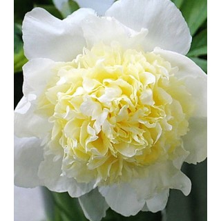 Bujor Primavera (1 rizom)