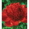 Bujor Red Charm (1 rizom)