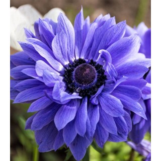Anemone Lord Lieutenant (10 bulbi)