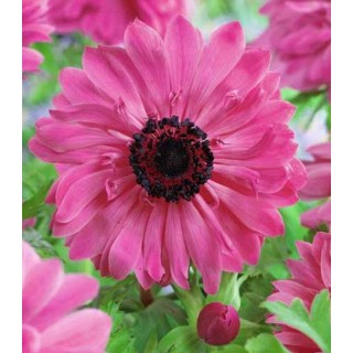 Anemone The Admiral (15 bulbi)