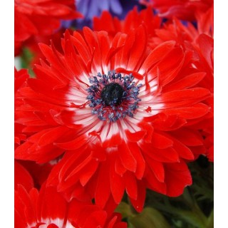 Anemone The Governor,15 bulbi
