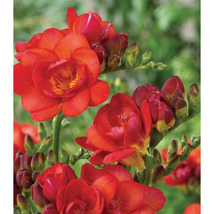 Freesia Double Red (10 bulbi)