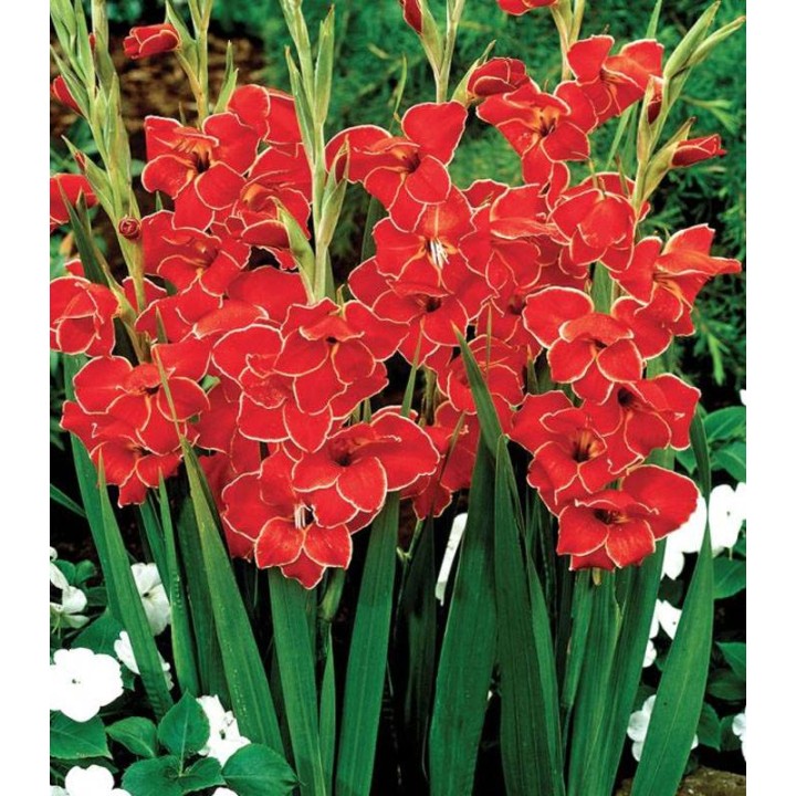 Gladiole pitice Atom (5 bulbi)