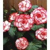Begonia Picotee White / Red, 3 bulbi