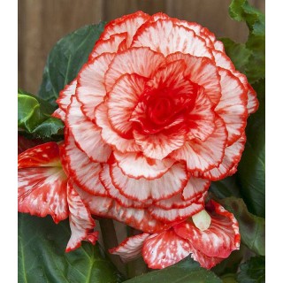 Begonia Marmorata Pink White (2 bulbi)