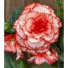 Begonia Marmorata Pink White (2 bulbi)