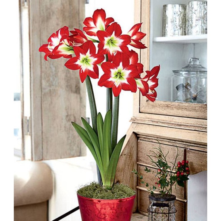 Amaryllis Tres Chic (1 bulb)
